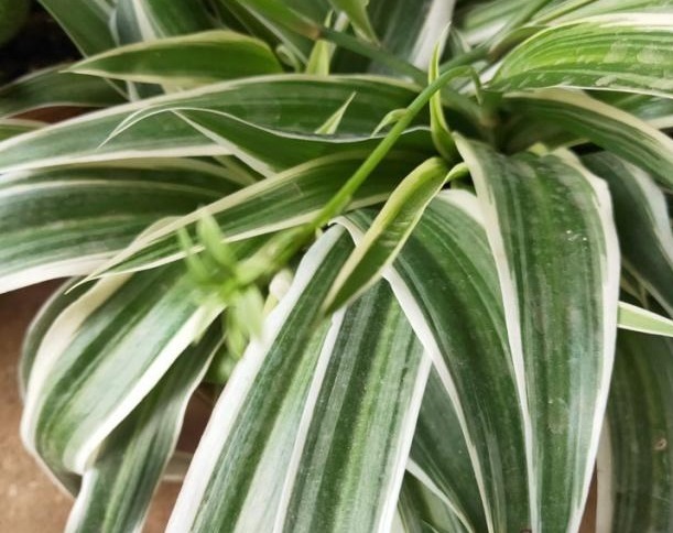 家养的吊兰，学会这“4步”，叶片硬朗，蹭蹭爆满盆！