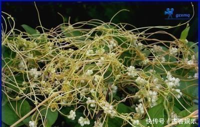 农村|农村一种野草,被人们当你害草,殊不知药用堪比人参,价格便宜