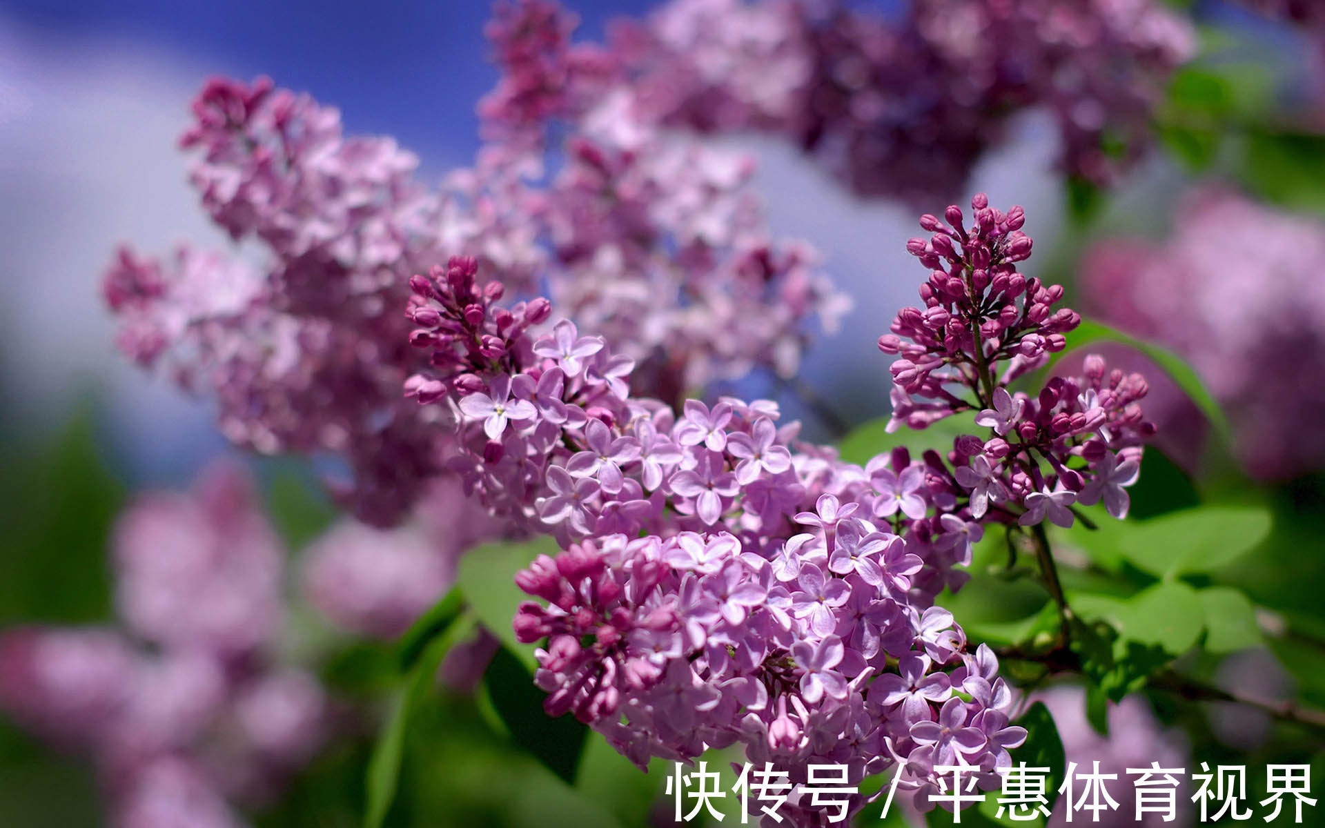 此花是忧愁也是思念,有着最为高贵的色彩,是跨越空间的思念