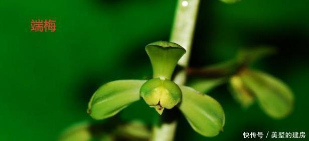 蕙兰|请欣赏蕙兰的新八种介绍及开品图片