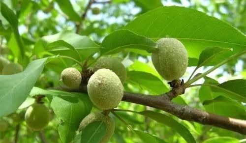 这野果子全身毛茸茸的,必须把毛除掉才能吃,你吃过吗?