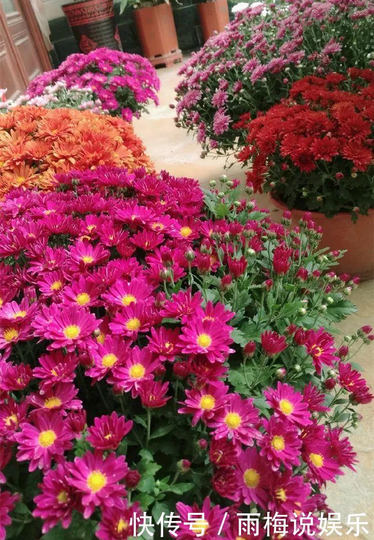 木槿|急性子养的6种花，长的快、爆花多，1盆能开大半年！