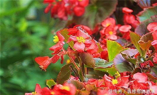 淋死|梅雨季节仙人掌、文竹、兰花、芦荟等别淋雨,很容易淋死