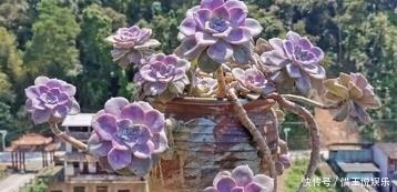 老桩|3种多肉植物,号称“爆崽小能手”,上色美长满盆,养成群生老桩