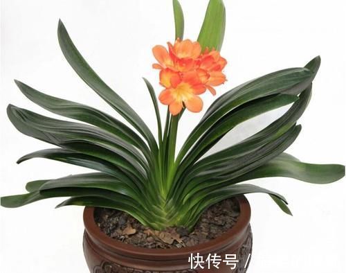 叶片|养君子兰一点也不难,但不能乱养,只需掌握四点就足够了