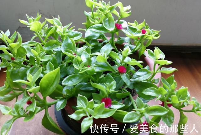 农历9月20日霜降后，养什么花？以下3种花，岁岁平安顺心如意