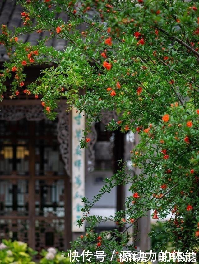 葡萄树|家有小院子，不要错过“3种果树”，寓意好，能观赏，还能摘果子