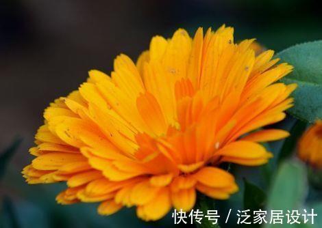 栀子花|春节过后家里阳台养此款花,不怕热耐干旱,美丽不输牡丹
