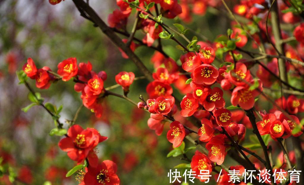 此花被誉为花中的神仙，还是一种潇洒的花，花色艳而不妖