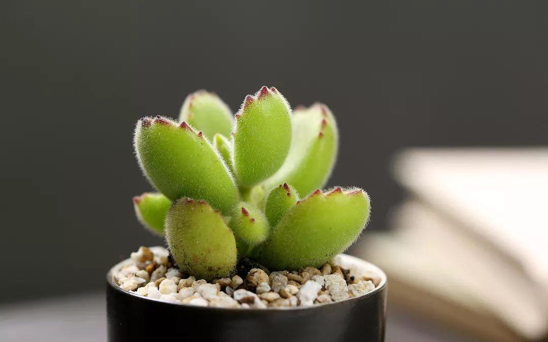 该如何看护多肉熊童子?从这6方面下手准没错