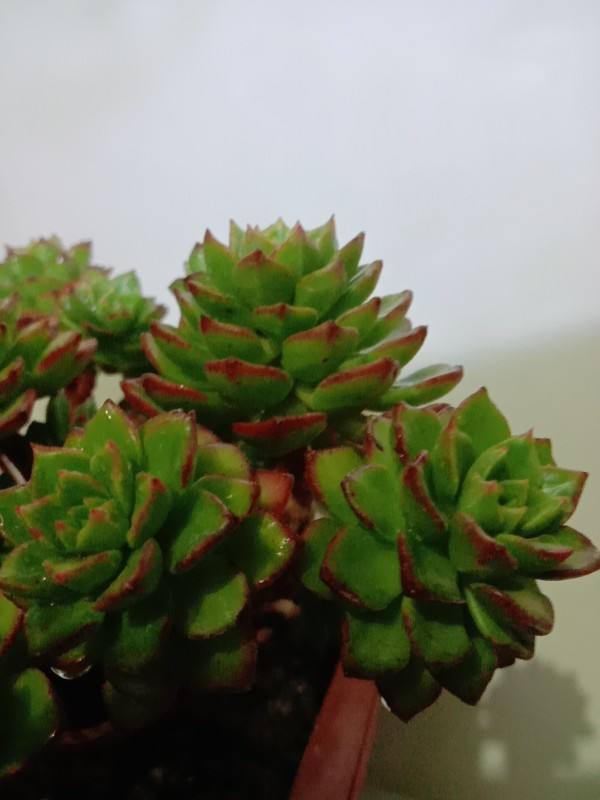 多肉懒得不长个狠心掐掉这里，呼呼冒出一堆新芽！