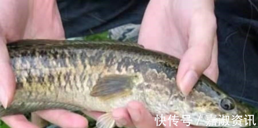 饵料|一时忘了告诉你,对付黑鱼我只需用这钓法,操作简单,遛鱼特过瘾