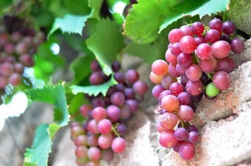 秋天|李兰娟建议：秋季养肝好时候，可多吃8种食物，保持肝脏红润！