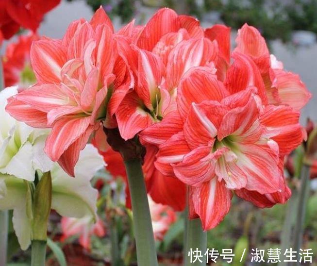 谁见了都喜欢的“4种花”，比牡丹还漂亮，开花多，养家里太棒了