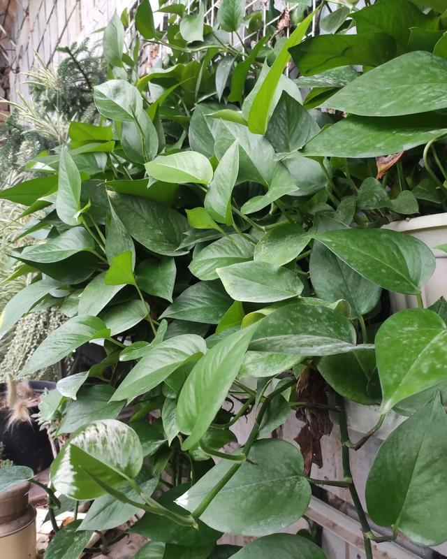 光照|绿萝就要这样养，叶片油亮蹭蹭长，一盆养一年，爬满整面墙