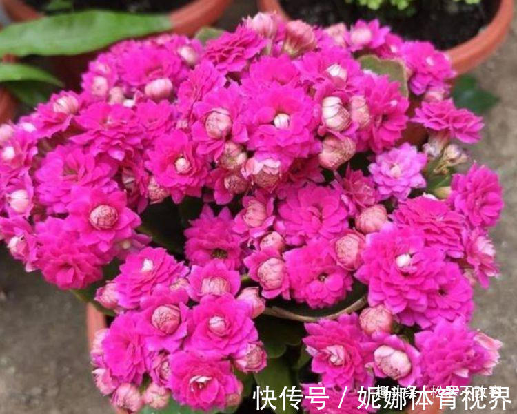 几种花,开花漂亮又好养,越旺开花越多,花开满盆