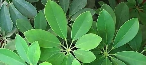 养客厅|能“镇宅”的3种花,养客厅最合适,有“旺财运”的寓意,也好养