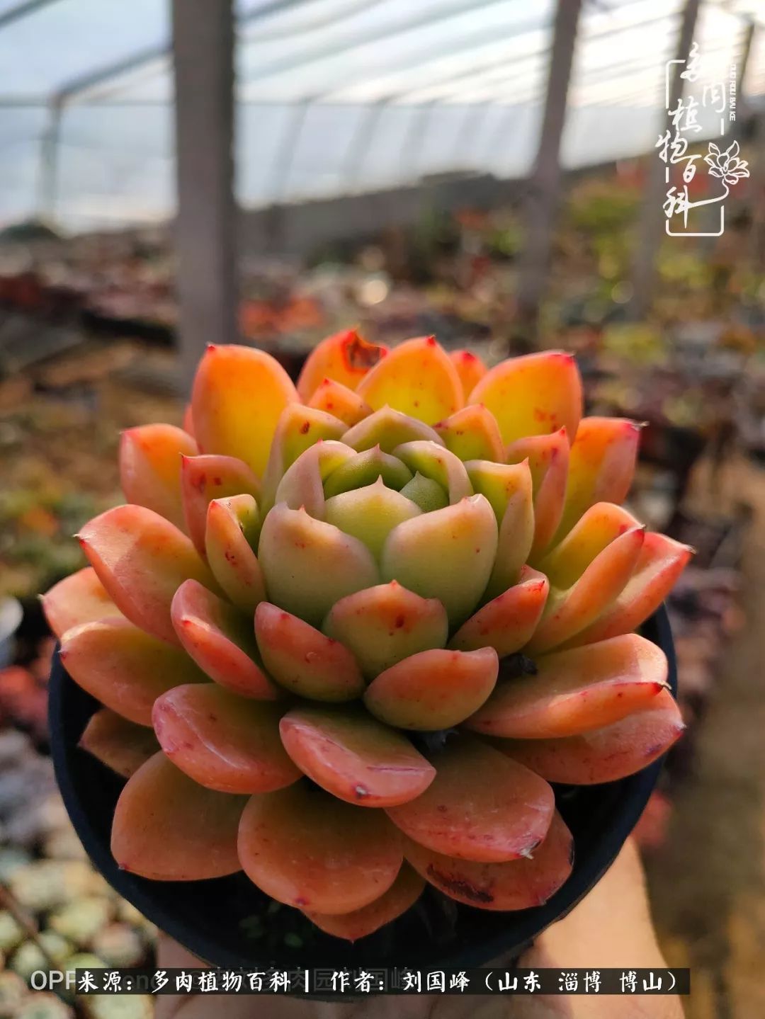 贵的不一定是对的,你的多肉究竟值多少钱附冬季养护攻略!