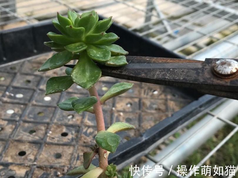 秋天来了,为了多肉的健康生长,快把你的多肉送上断头台吧