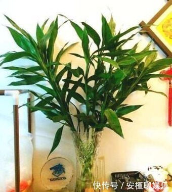 花友|养富贵竹,水里加“2药片”,7天生根,1月不管长满瓶!