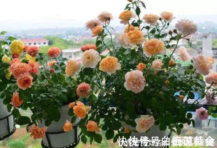 曲瓣|4种花，一养就是100年，开花漂亮，优雅高贵，养成“传家宝”