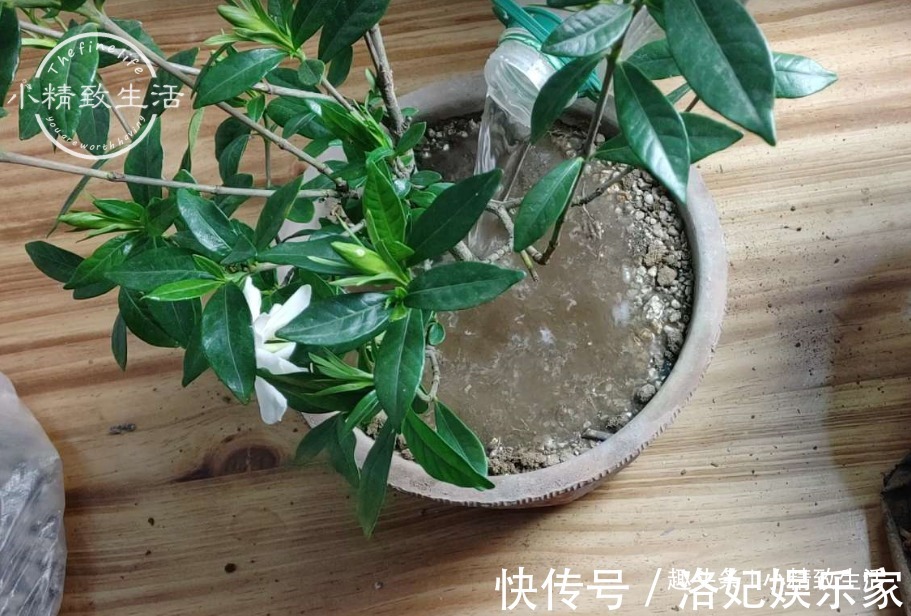 腐叶土+|栀子花买回家，上盆分6个步骤，用9张图说明，完整明了