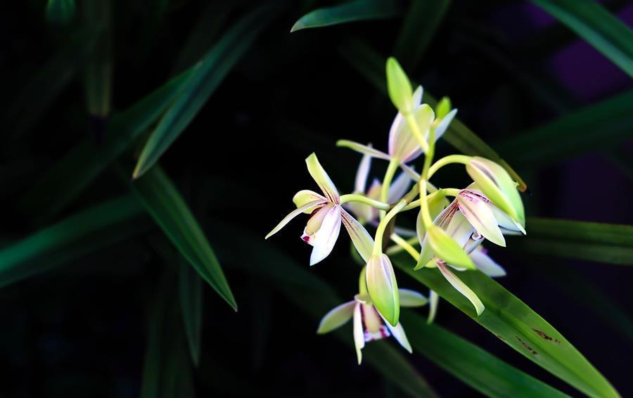 浇水|兰花浇水要区别对待，保证水质好的同时还要根据季节调整浇水量
