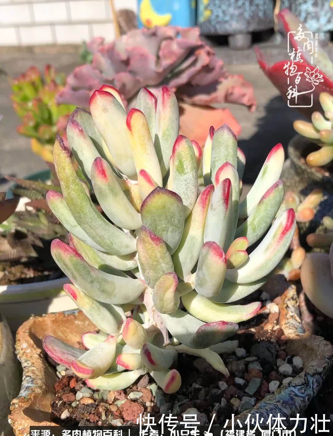 多肉,似星辰大海般的璀璨!