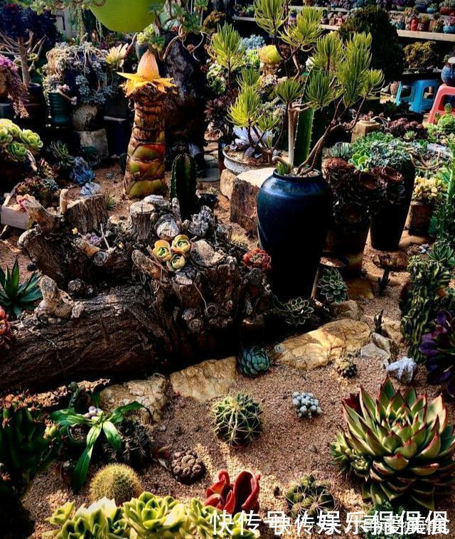 他痴迷养多肉，将500多盆多肉养出“高级感”，大家都夸美如仙境