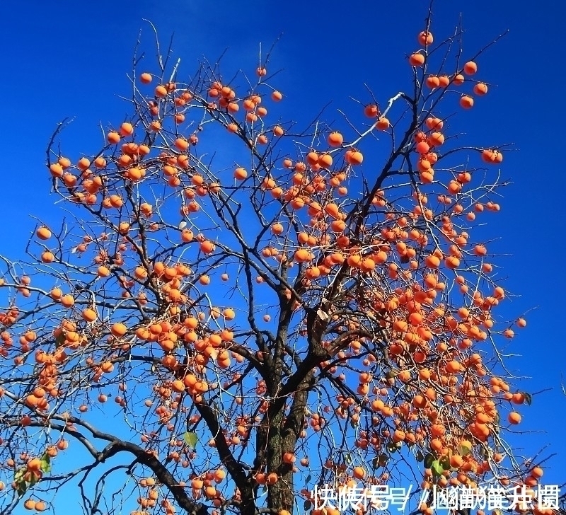 在自家农村院子里种什么树寓意比较好?下面7种树很适合