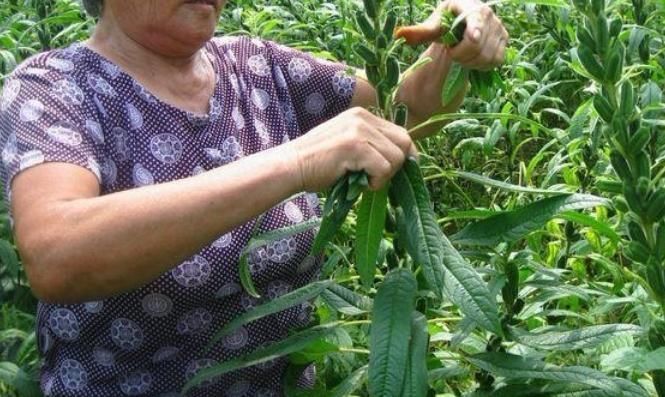 中薪|种子一斤几万颗,10元一斤,叶子可是稀罕野菜,煮面条杠杠的