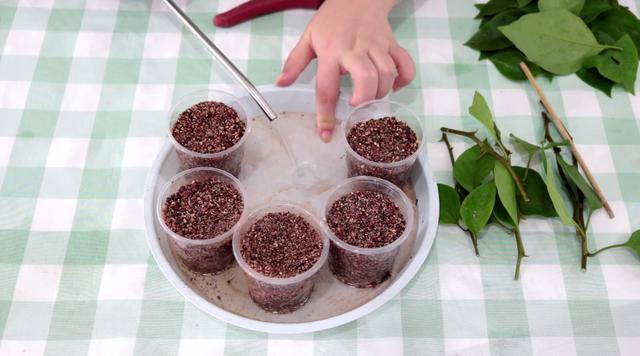 三角梅扦插有技巧,学会几点,一盆变多盆很简单