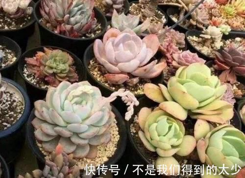 冬天|马上要降温了,多肉植物怕冻吗?这几点要注意