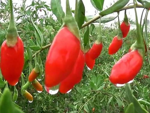 眼睛渾濁無神怎么辦？多吃以下東西，有助于緩解