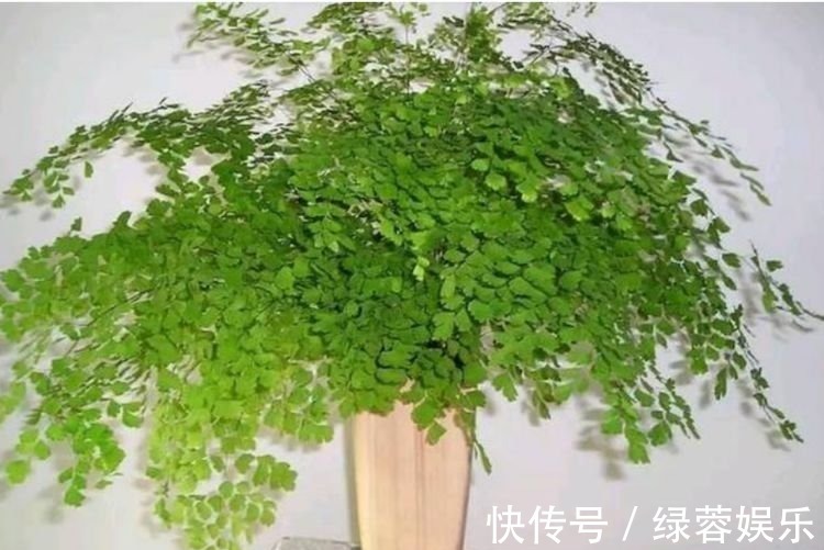 指甲花|4种花漂亮又好养,耐热耐旱,花期超长,可以四季常开