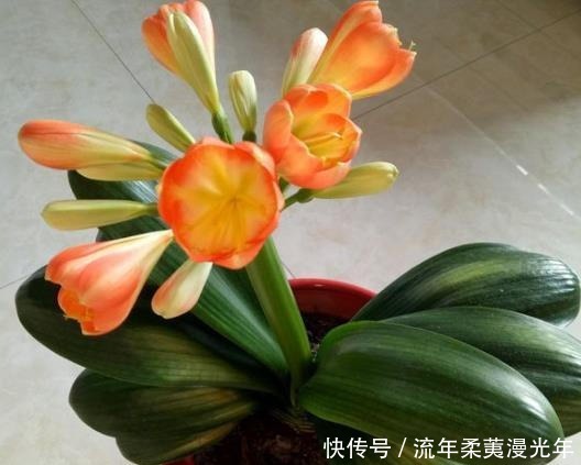 肥料|君子兰最爱的“1种液体”,往花盆里浇“1勺”,1年开花2次