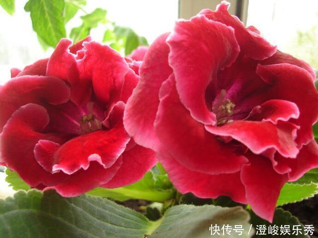 喜欢在家中养花，就要选择几种花色娇艳，花大漂亮好养的花