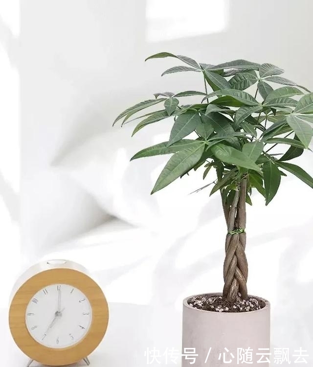 快过年了,6种“招财树”不能少,家里养几棵,招福又招财