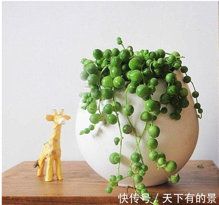 佛珠吊兰|珍珠吊兰枯萎了怎么办，忽略几点容易造成珍珠吊兰叶片萎蔫哦