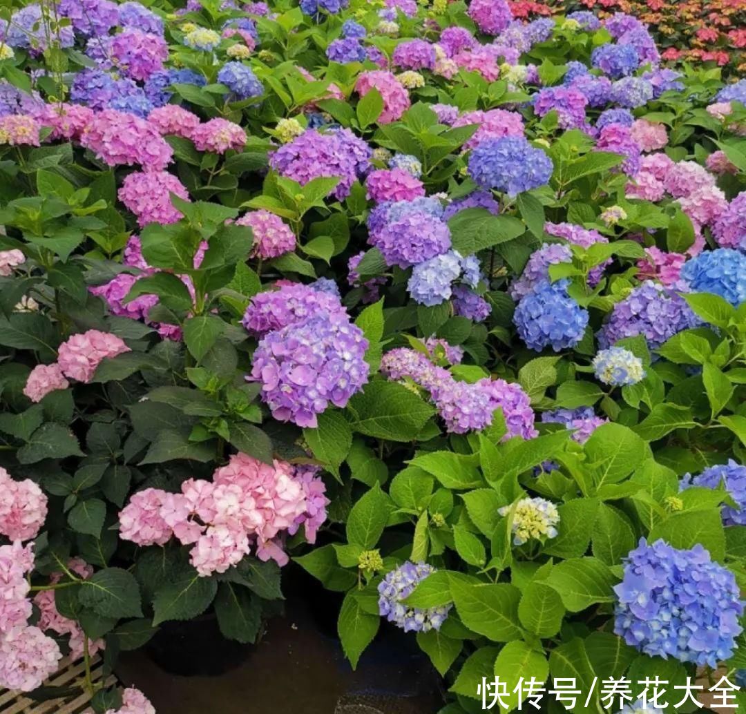 抗病、不招虫的天竺葵，屋里养一盆，开花一茬接一茬