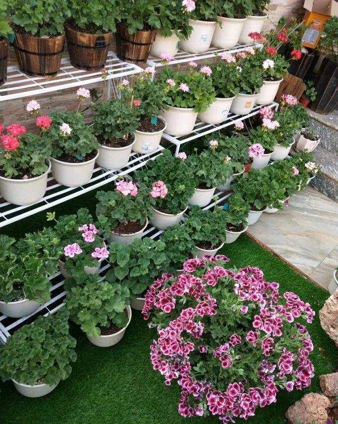 养花技巧:大冬天,她家的小院开满200盆花,全家人过年围着看!