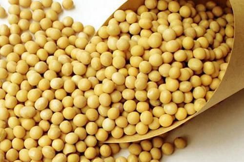 【草丁图书馆】黄豆加上这2样“泡泡”浇花,可让植物根壮叶绿枝茂