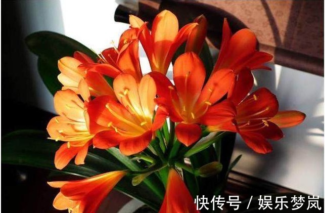 君子兰|花盆里埋3样东西,君子兰长不停,年年开花几十朵,猛爆盆!