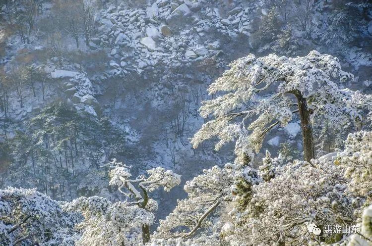 泰山银装素裹后石坞，雪松玉树赛仙境！