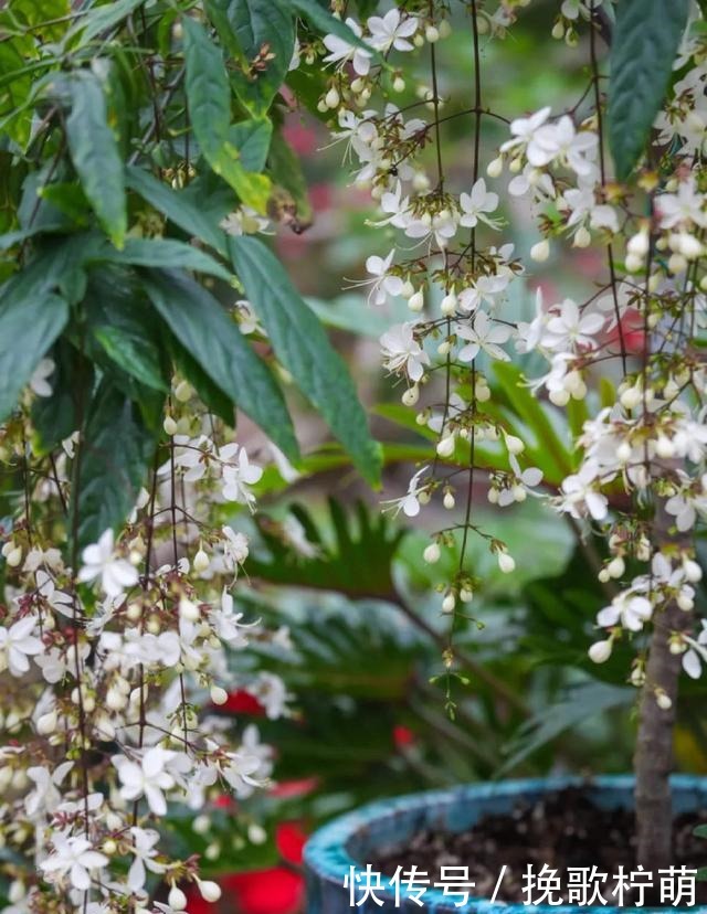 仙气飘飘的4种花,过年养一盆,颜值超高人见人爱!