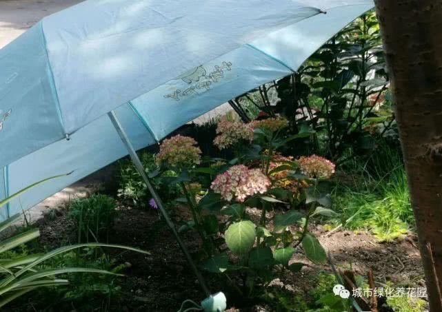 绣球花是抽水机,着不住暴晒,小心晒脱水,老司机有想法