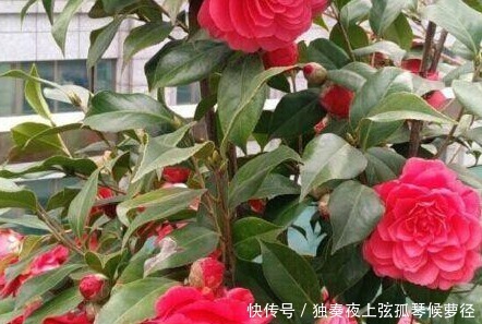 小技巧|家养茶花总是开花慢学会这三个施肥小技巧，轻松花开爆满盆