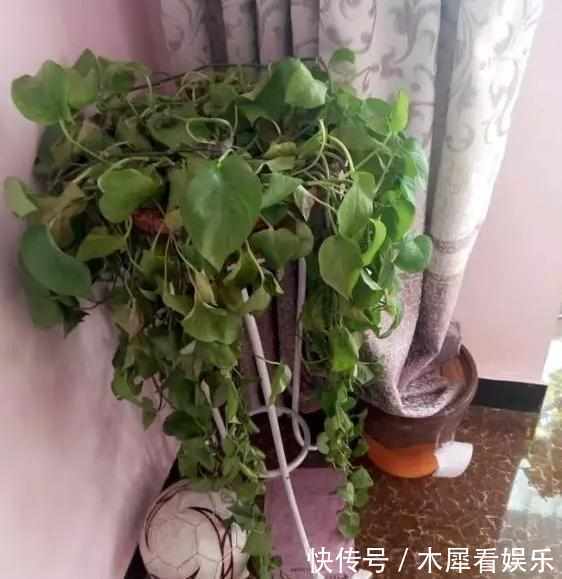 新手|快死的花这样剪,3天保证活,学会就是大神,新手想想就很激动