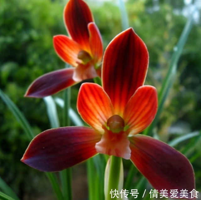 这种植物堪称“国兰第一红”,红艳而不俗,新手也能养好
