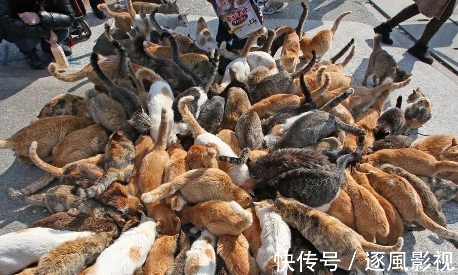 喵星人|日本怎么那么多撸猫圣地啊!